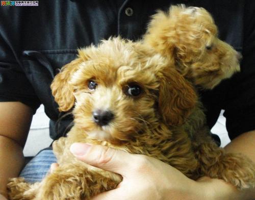 泰迪犬价格影响因素解析：品种、健康与市场趋势