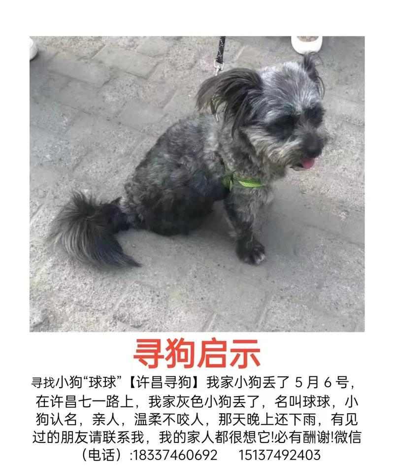 狗狗为何不叫？多因素影响分析