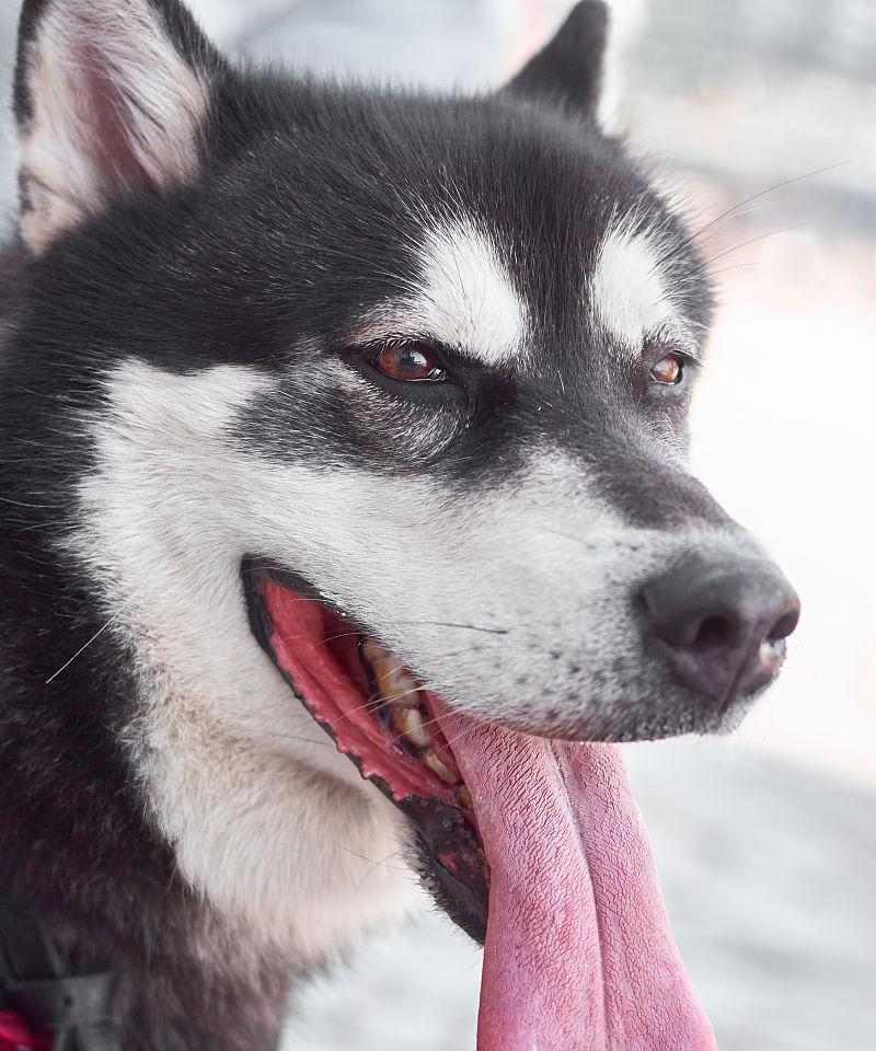 狗狗伸舌头的15种原因与功能解析