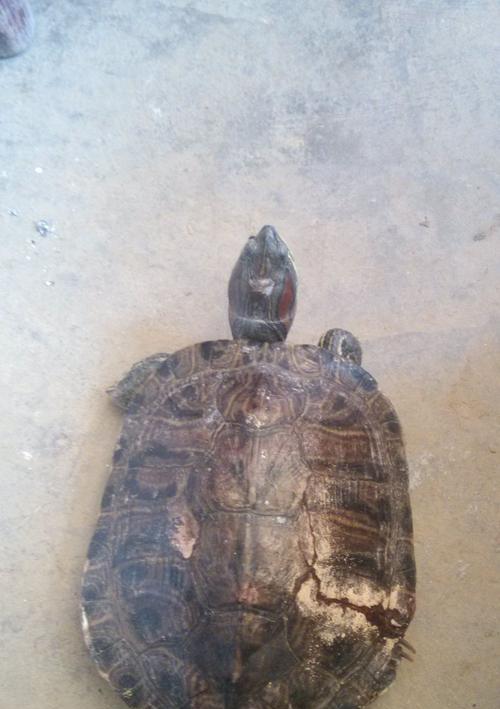 乌龟摔伤后饮食调理指南，促进康复