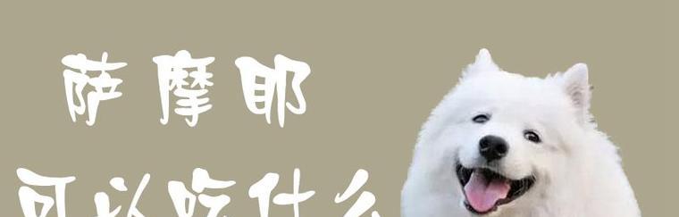 萨摩耶中暑急救药物使用指南