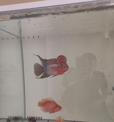 罗汉鱼何时不宜开灯？科学解析照明禁忌