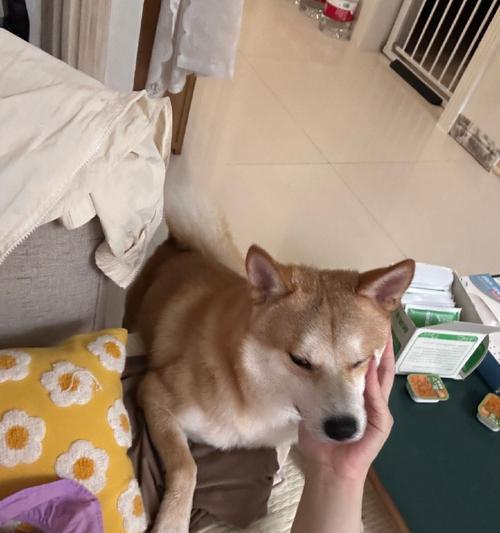 狗狗爬行：生命奇迹与人类关爱的感人旅程