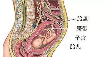 狗胎盘结构功能解析，生命之源详解