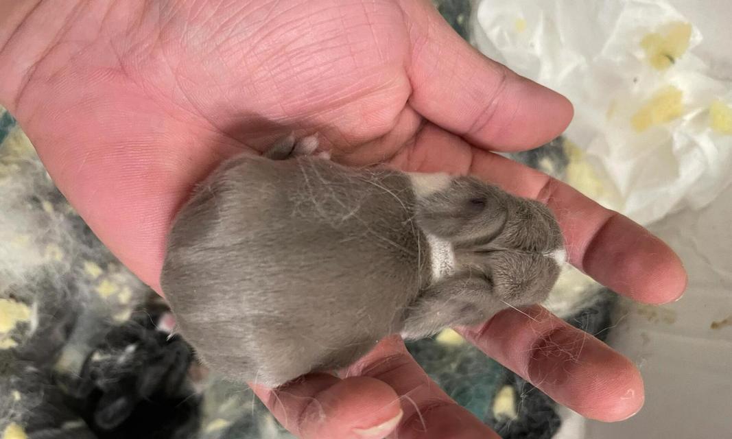 兔子怀孕饮食要点科学安排促进健康发育