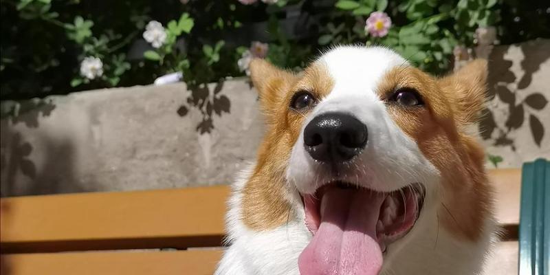 狗舌头的结构与功能解析：自然奇迹的体现