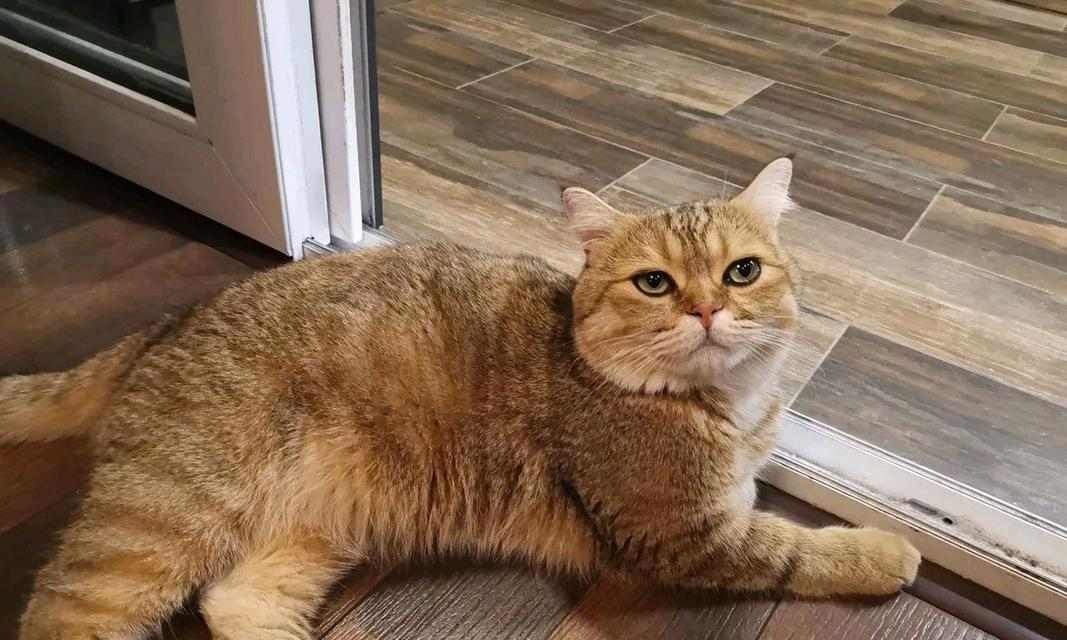 猫咪为什么一直不动了？（探寻猫咪长时间不动的原因及解决方法）