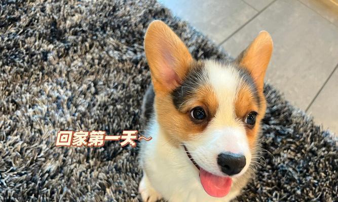 解读大耳朵花狗的独特品种特征（探索大耳朵花狗的神秘起源与可爱外貌）