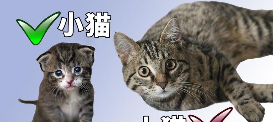 大猫为什么要躲小猫？（探究大猫为何躲避与小猫接触的原因）