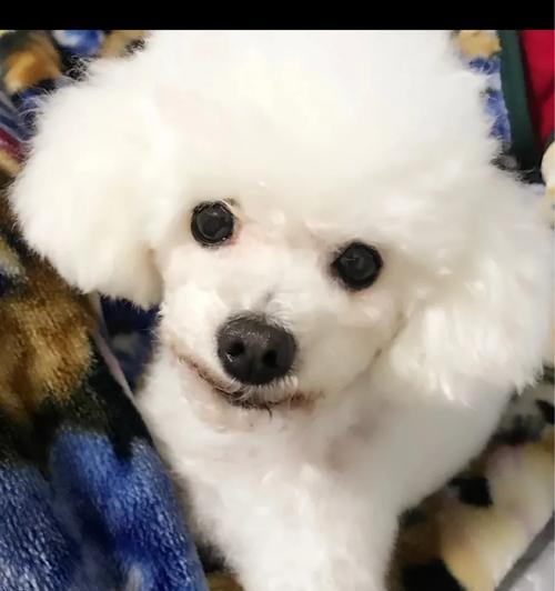 满月狗的奶粉喂养指南（了解适合满月狗的奶粉类型及喂养方法）