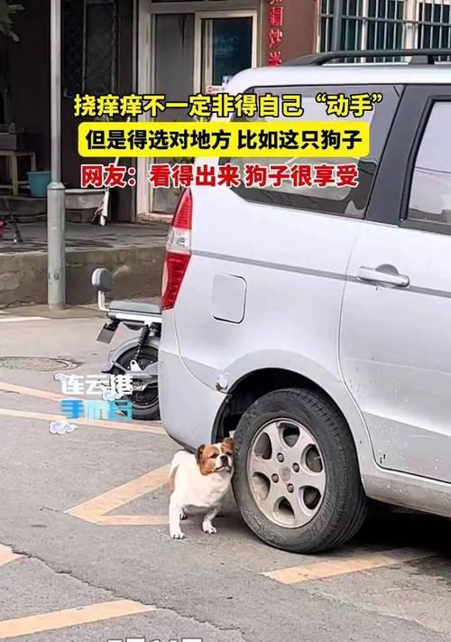 狗喜欢被挠下巴的原因（揭秘狗狗下巴挠挠的心理与生理需求）