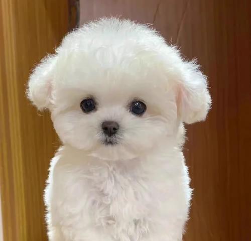 如何评价比熊的品相好（探究比熊品相的关键指标及其影响因素）