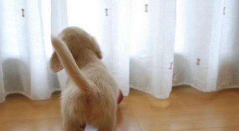 狗为什么会摇头（探究狗摇头的原因和意义）