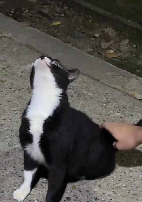 猫为什么会头痒？（探究猫咪头痒的原因及解决方法）