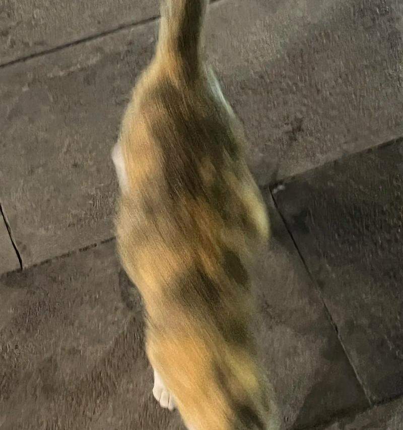 猫咪的突然乱跑之谜（探索猫咪行为背后的奥秘）