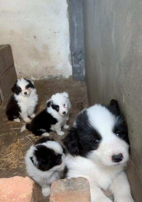 如何科学喂养边牧幼犬（合理饮食，让边牧健康成长）