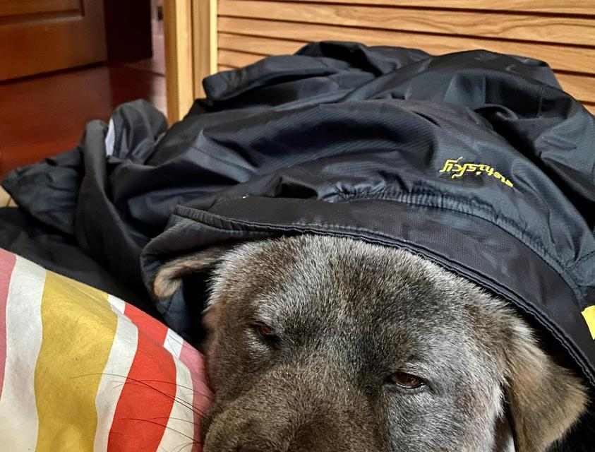 狗味的由来（探索狗体臭味的原因和意义）