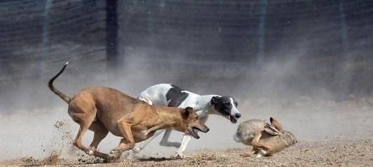猎犬品种特点及其捕猎能力（以兔子和野鸡为对象的猎犬品种选择和训练技巧）