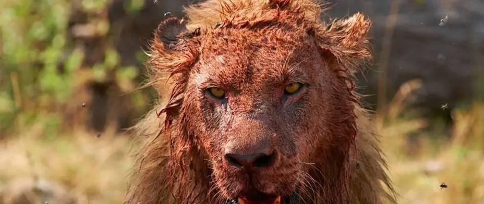 世界单挑最猛的狗——霸者之王（揭秘世界上最具攻击性和战斗力的犬种）