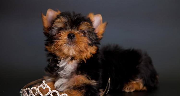 黑背的魅力（黑背之美尽显神秘、优雅与力量）