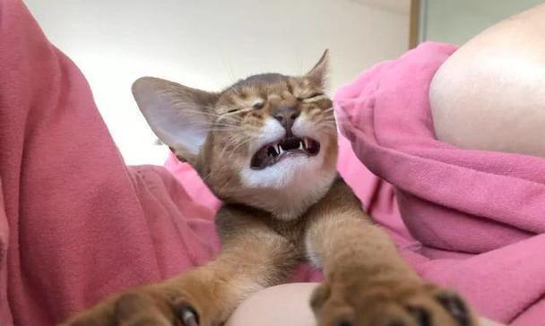 猫为什么喜欢玩脚？（探寻猫咪对于人类脚的喜爱和行为原因）