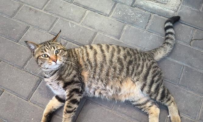 探索忧郁大胖猫的魅力世界（探索忧郁大胖猫的品种、特征与生活习性）