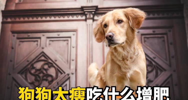 狗吃什么食物对毛有好处？（探索狗狗饮食中对毛发健康的关键）