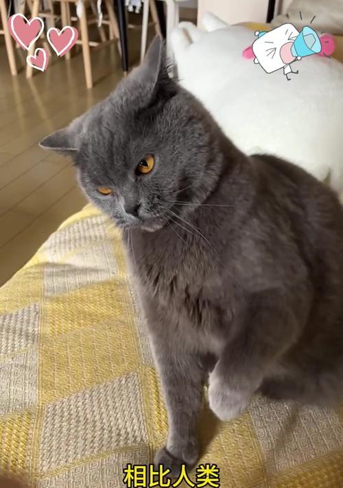 为什么小猫胡子这么长？（探究小猫胡子生长的原因及功能）