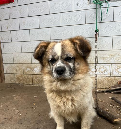 普通小狗的魅力与可爱（探索普通小狗的多样品种与特点）