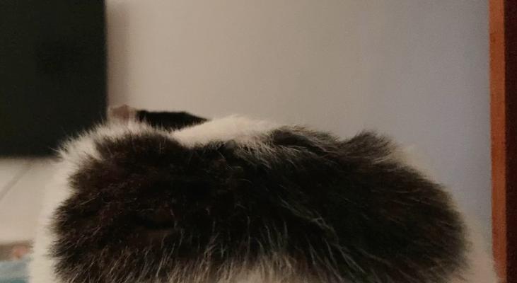 猫的屁股上黑色物质之谜（解析猫的屁股黑色物质的成因和意义）