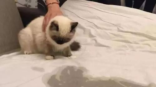 为什么狗狗老尿床上？（探究狗狗尿床的原因和解决办法）