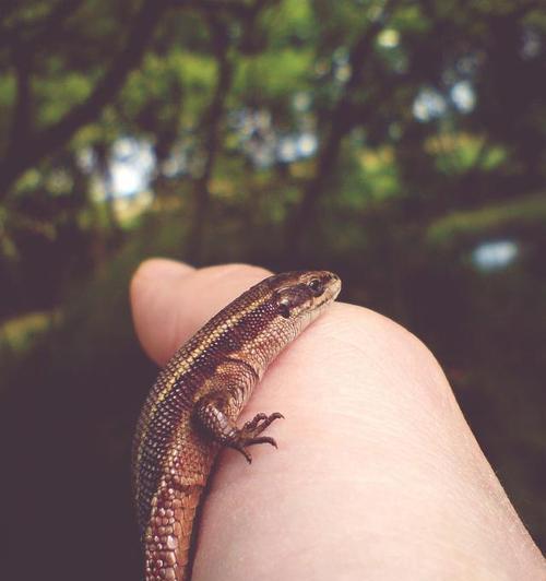 小东方螈蝾的主要食物是什么？（揭秘小东方螈蝾的饮食习性）
