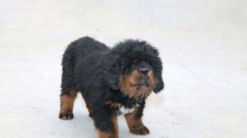 夏天如何科学喂养藏獒？（饮食调节）