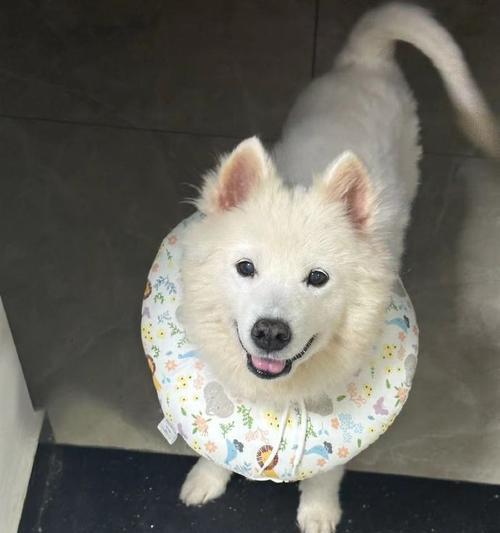 萨摩耶犬毛剪下来能做什么？（剪下的萨摩耶犬毛有哪些用途？）