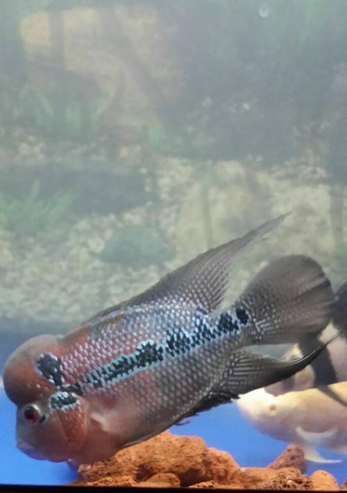 小罗汉为什么吃食还死？（揭开小罗汉死于饮食的谜团）