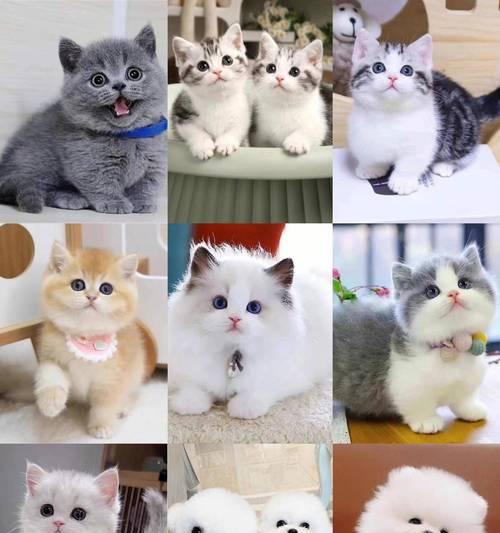 探寻养宠物的乐趣（从这些网站获得专业建议与分享）