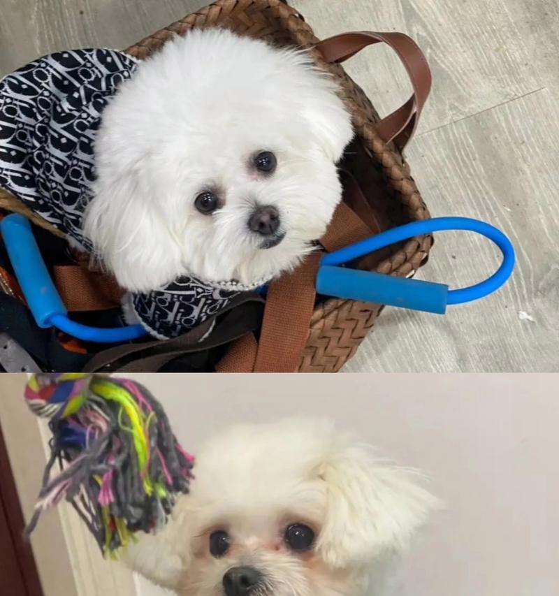 比熊犬泪痕问题的原因及解决方法（揭秘泪痕问题）