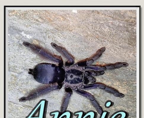 养蜘蛛的好选择（狼蛛的特点及养殖技巧）