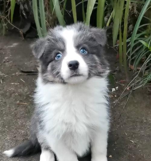 边牧蓝白之美（边牧蓝白的优秀血统与多样配对方式）