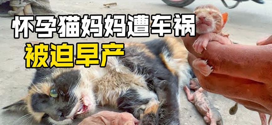 猫的易遭遇车辆撞击之原因（解析猫咪易遭遇车祸的主要原因及预防措施）