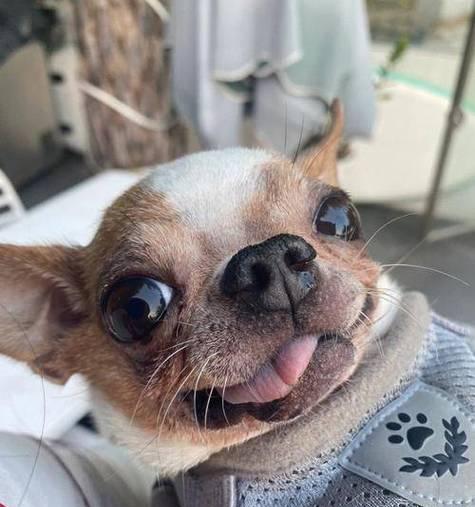 吉娃娃常见疾病及防治措施（关注吉娃娃健康，预防疾病从我做起）