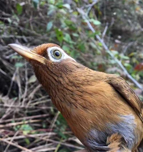 画眉鸟人工繁殖中的毛色变异（探索画眉鸟羽毛色彩的遗传规律与多样性）