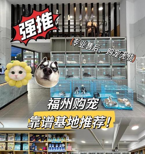 常见狗狗品种在宠物店中的饲养及选择（探索宠物店中多样的狗狗品种和选择技巧）