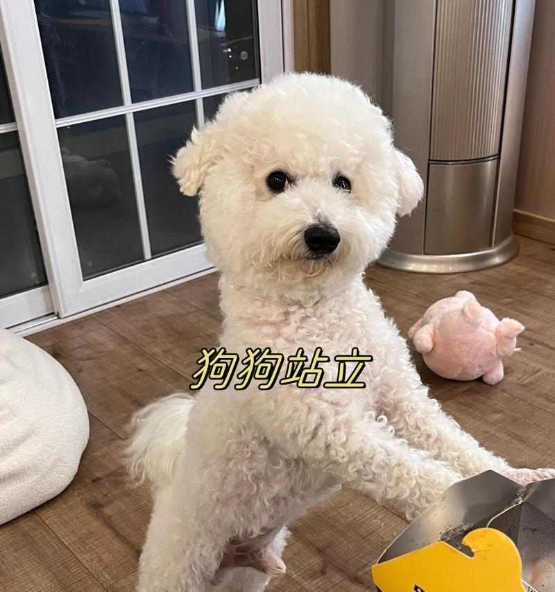 世界上能战斗的狗种有哪些？（探索狗狗的战斗基因和战斗能力）