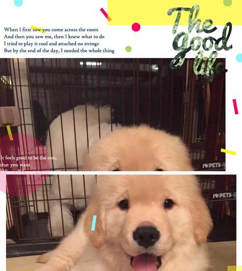 金毛宝宝的天使期（纯真可爱的金毛什么时候是天使期？）