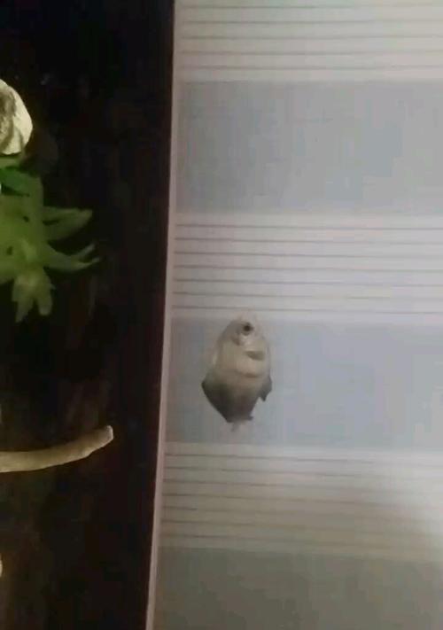 探讨以黑裙鱼为什么好养的原因（解析黑裙鱼的适应性和养殖特点）