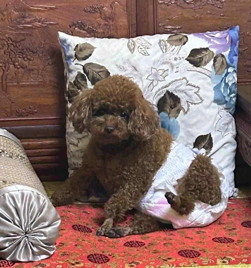 “探讨为什么有些狗狗不好动不吃肉的原因”（狗狗行为特点、健康问题与饮食习惯的关联）