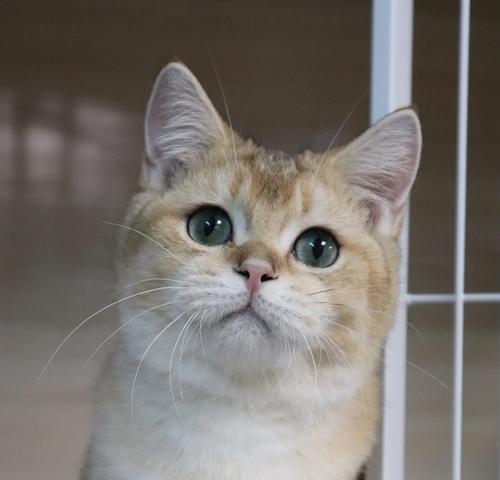 研究发现（解析绿色眼睛的原因和遗传机制，探讨英国人的眼色特点。）