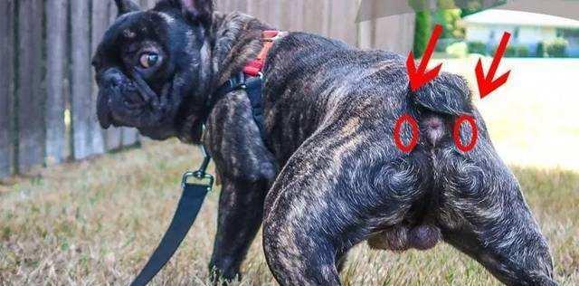 狗狗脱肛的原因与预防措施（探究狗狗脱肛的成因，帮助饲主预防）