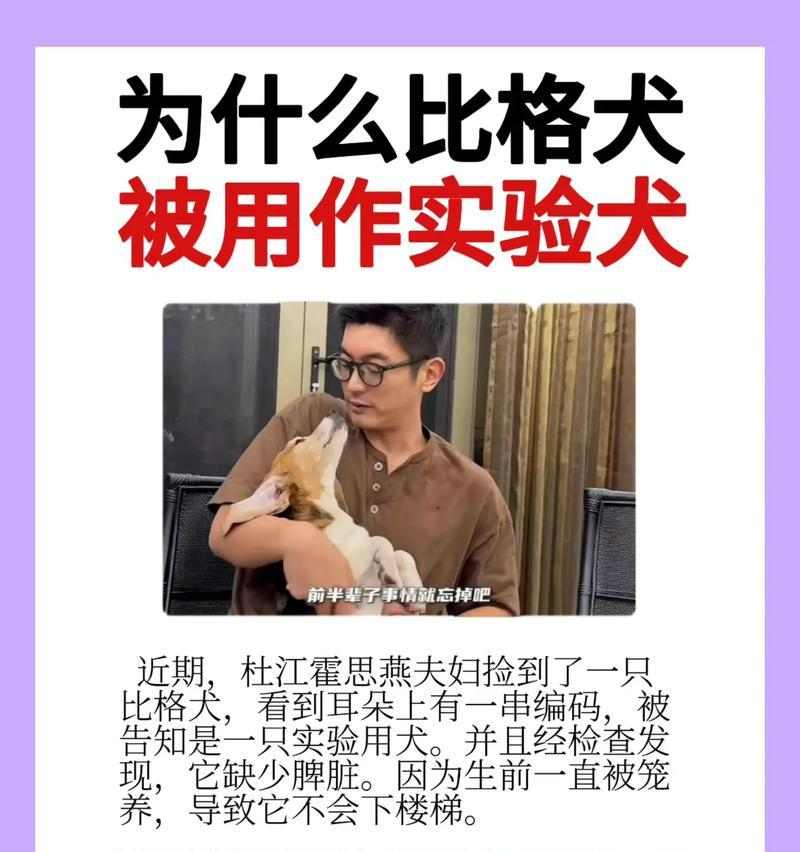 以比格为什么会变色（探究比格变色的原因及科学解释）